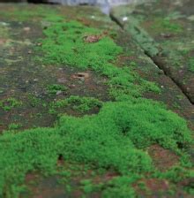 青苔水|青苔（苔藓类植物）